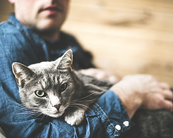 Grey Cat