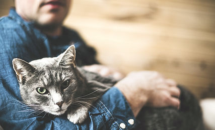 Gato gris