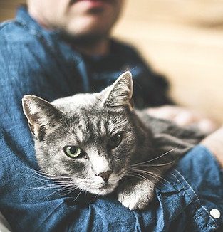 Grey Cat