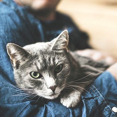 CAT VISITS HARLOW ESSEX - HAPPY PAWS ESSEX