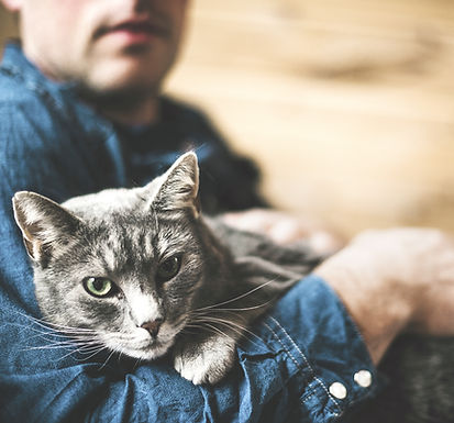 Grey Cat