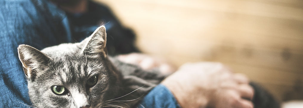 Grey Cat