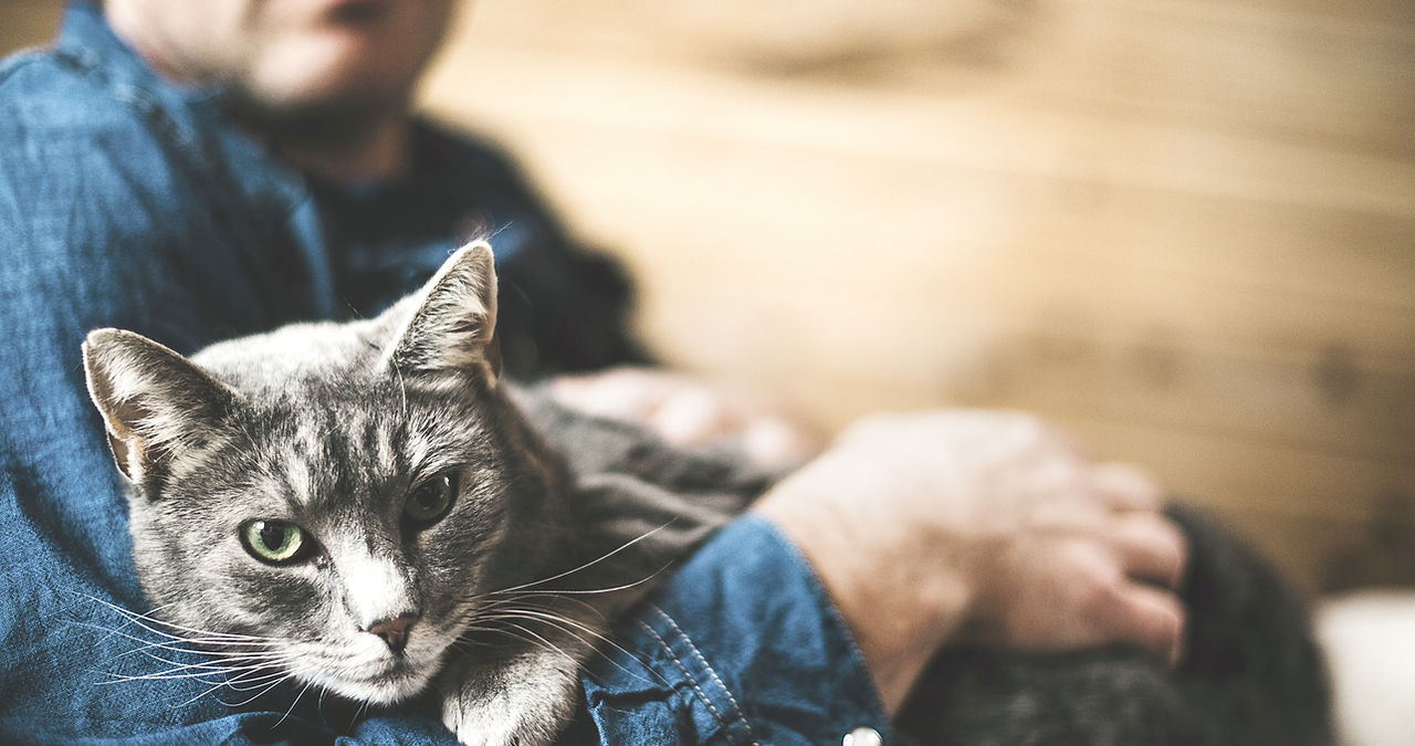 Grey Cat