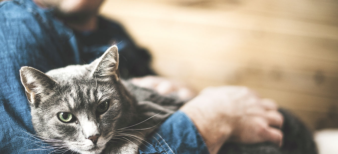 Grey Cat