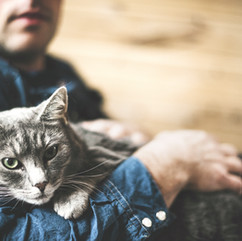 grey cat being held by man in his arms