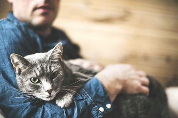Grey Cat