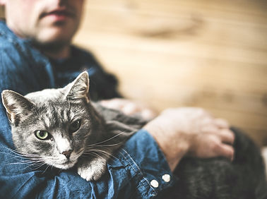 Chat gris