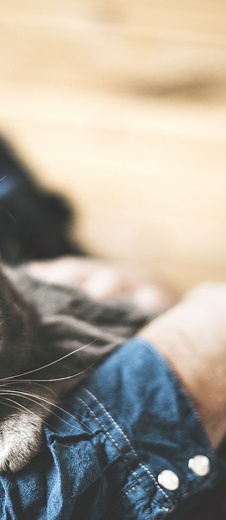Grey Cat