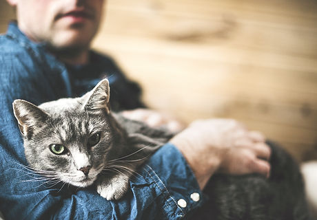 Grey Cat