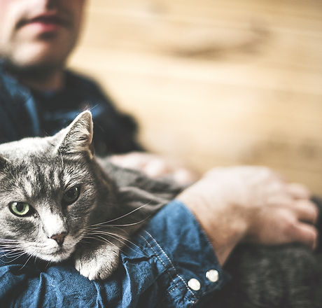 Grey Cat