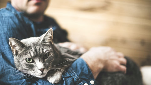 Person holding a gray tabby cat in their lap, capturing a quiet, loving moment.