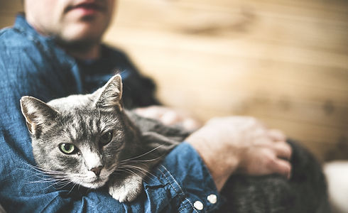 Grey Cat