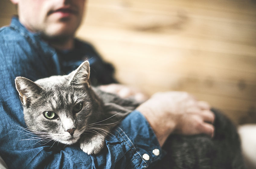 Grey Cat