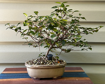 star jasmine2_.png