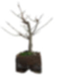 Japanese Hornbeam