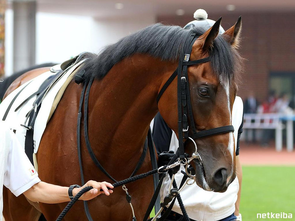 Seven-length debut winner Shonan Gulf steps up to Group company in the Sapporo Nisai Stakes - picture from netkeiba.com