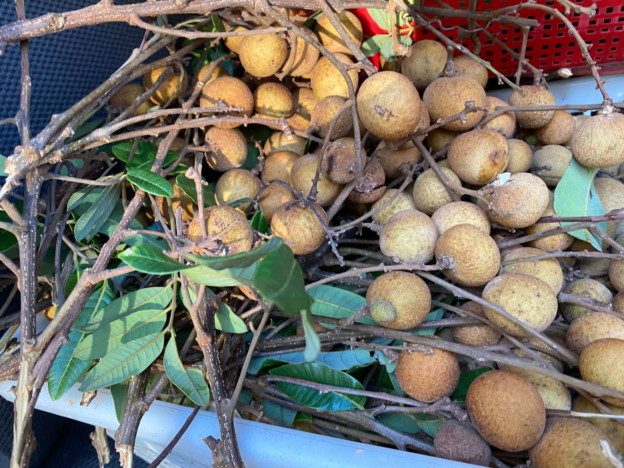 龍眼(桂圓)(以每斤計算)