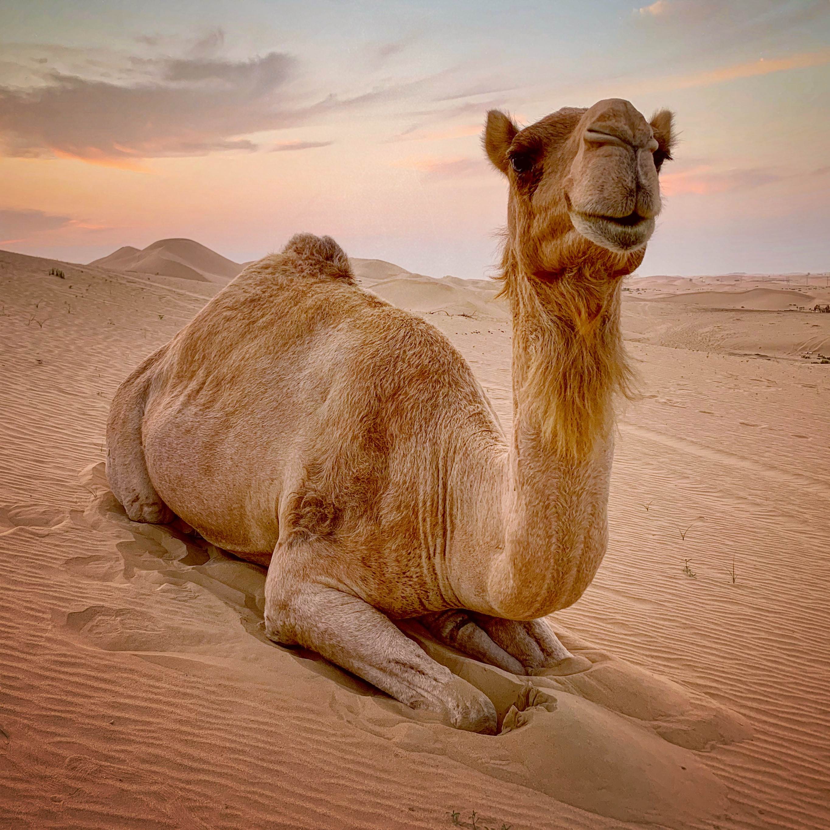 Camel - Al Kahtim