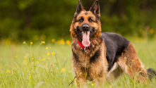 Berger allemand dans l'herbe