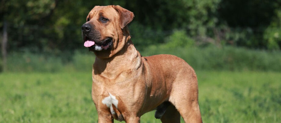 Les 5 erreurs les plus fréquentes dans l'éducation d'un chien