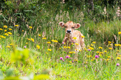 atado con ganas de vivir