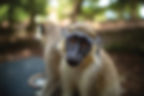 tan and white monkey with black face looking at camera