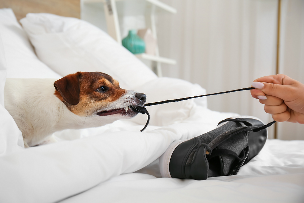 bed with white sheets, white and brown dog pulling sneaker shoestring tug-of-war with woman's hand