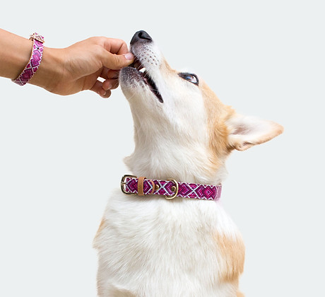 Dog Collar