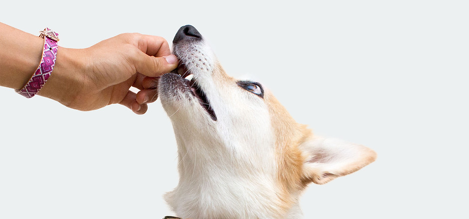 Dog Collar