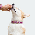 Dog Collar