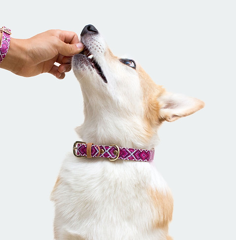 Dog Collar