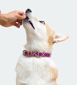 Dog Receiving Treat
