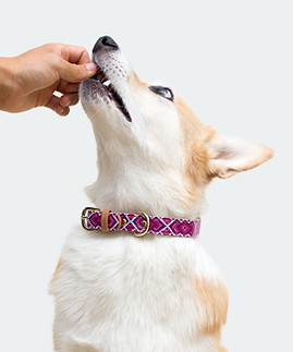 Dog Collar