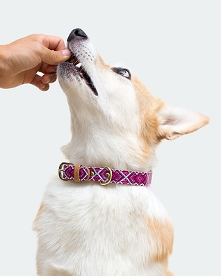 Dog Collar