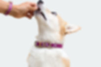 Dog taking vitamins