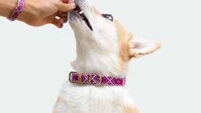 Administering Medications to Your Dog