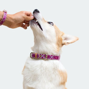 Köpek Ödül Maması