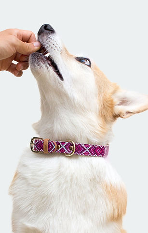 Dog Collar