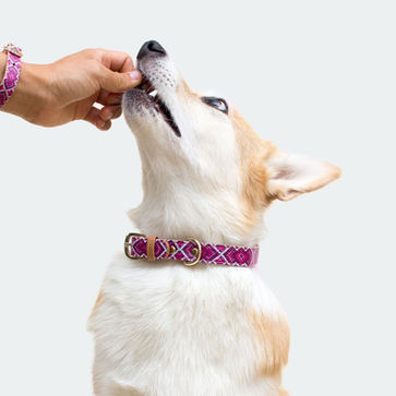 Και τα ζώα έχουν δόντια!