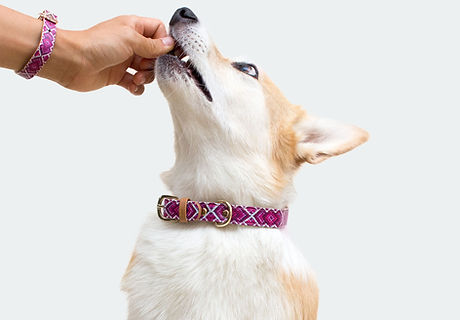 Dog Collar