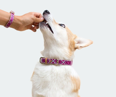 Dog Collar