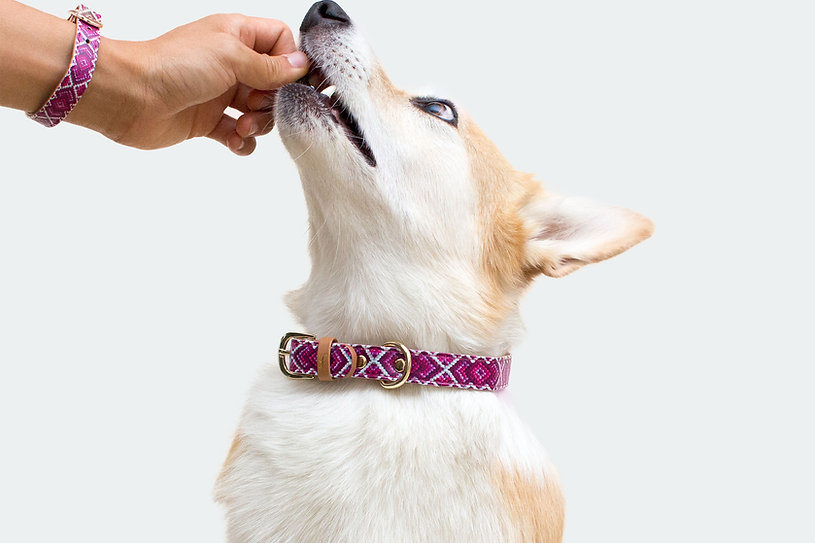 Dog taking vitamins