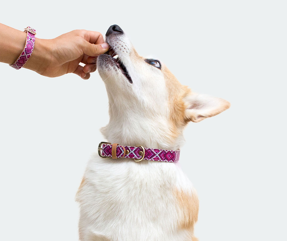 Dog Receiving Treat