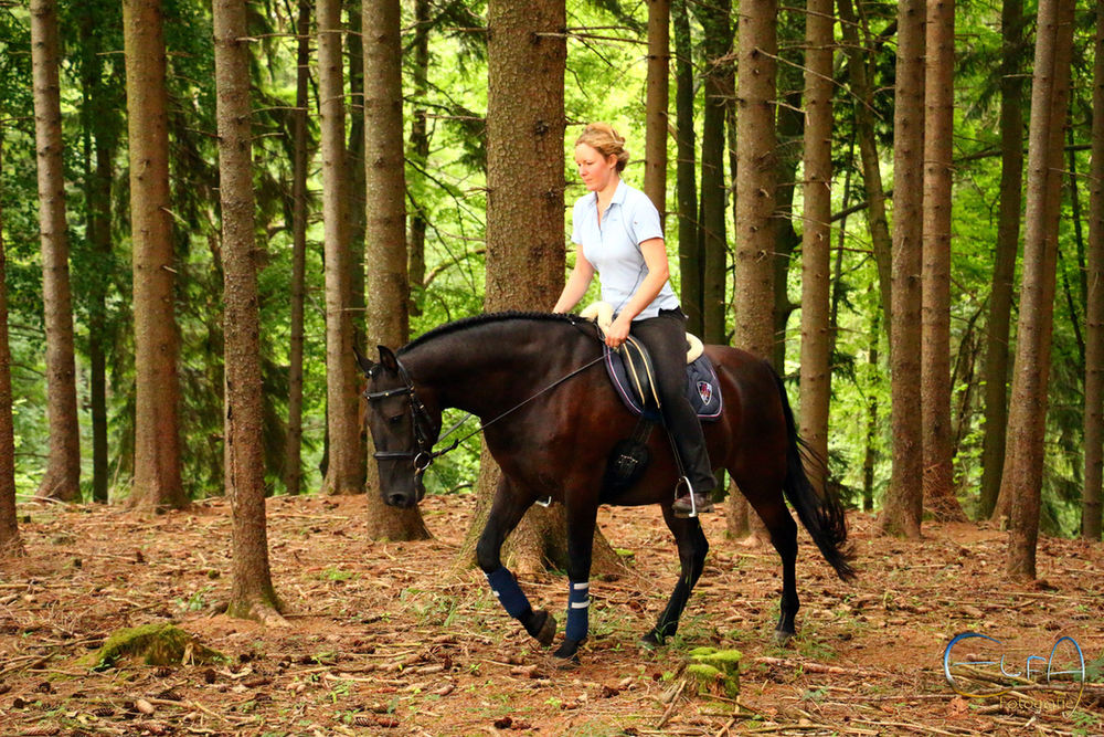Wie Reitet Man Ein Pferd Durchs Genick