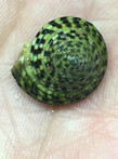 Sun Dial Snail