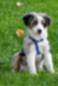 puppy
