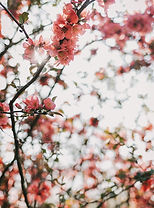 Calmana Pictures (1).jpg
