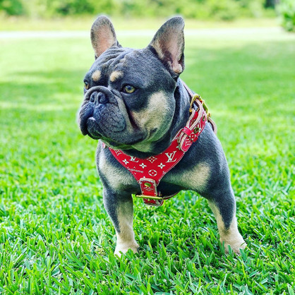 Bully dog with leather collar
