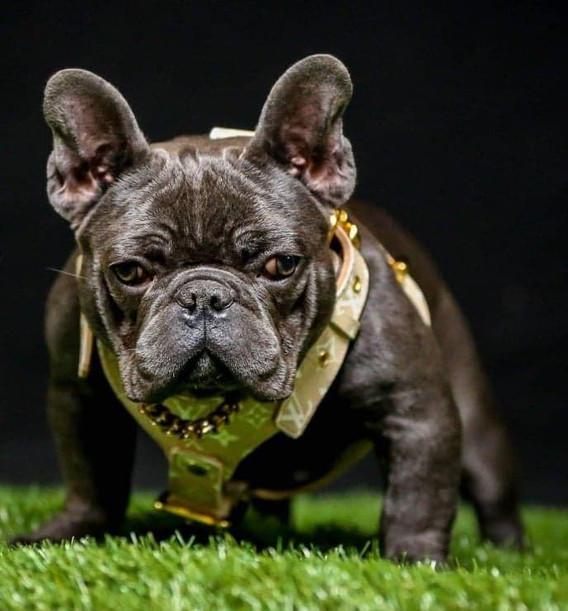 Bully dog with leather collar