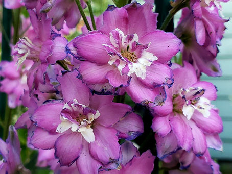 Maintenance Tips - Delphinium